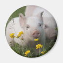 Suche nach ferkel magnete Babytiere