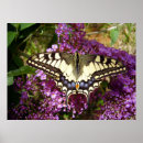 Suche nach schwarzer schmetterling kunst Fehler