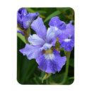Suche nach iris blume magnete Blätter