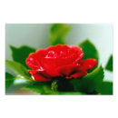 Suche nach rose fotodruck Blume