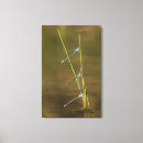 Suche nach damselflies Natur