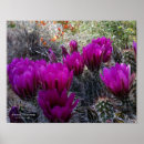 Suche nach lila kaktus poster Kakteen