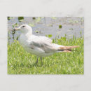 Suche nach geplündert Vögel
