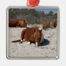 Suche nach wildpferde ornamente Natur