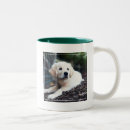 Suche nach labrador welpe tassen Haustier