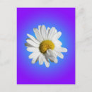 Suche nach blaue blume postkarten Blüten