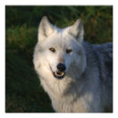 Suche nach timberwolf poster Wild