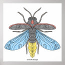 Suche nach insekten poster Glühwürmchen