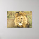 Suche nach kenia leinwandbilder Panthera leo