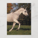 Suche nach arabisches pferd postkarten Foto