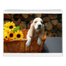 Suche nach jagdhund kalender Dachshund