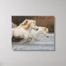 Suche nach jaynes galerie leinwandbilder Pferd