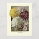 Suche nach chrysantheme postkarten Vintag