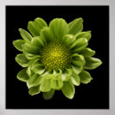 Suche nach grünes blumen poster Blütenblätter