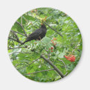 Suche nach singvögel magnete Rote beeren