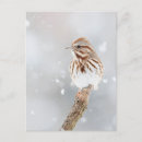 Suche nach lied postkarten Vogelvogel