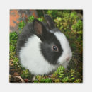 Suche nach weißes kaninchen magnete Ostern