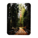 Suche nach sequoia magnete Souvenir