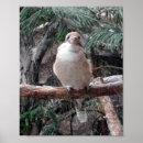 Suche nach kookaburra poster Vögel