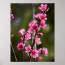 Suche nach anna poster Rosa