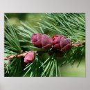 Suche nach kiefernnadeln poster Baum