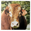 Suche nach landwirtschaft fliesen Landwirtschaftliche betriebe