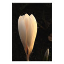 Suche nach white background poster Blume