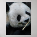 Suche nach panda poster Schwarz weiß