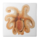 Suche nach octopus fliesen Oktopi