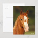 Suche nach kastanie postkarten Bob sprache