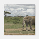 Suche nach kenia magnete Amboseli nationalpark