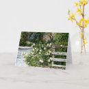 Suche nach weißer zaun karten Rose