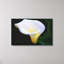 Suche nach calla leinwandbilder Blume