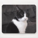 Suche nach lustiges katzen foto mousepads Kätzchen