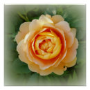 Suche nach orange rose poster Gelb