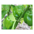 Suche nach lebensmittel poster Ernte