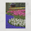 Suche nach keukenhof postkarten Netherlands