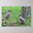 Suche nach rebhuhn poster Baum