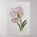 Suche nach amaryllis poster Vintag
