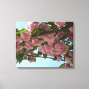 Suche nach kirschbaum leinwandbilder Rosa