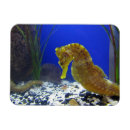 Suche nach aquarium magnete Blau