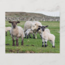 Suche nach shetland postkarten Haustier