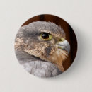 Suche nach falcone buttons Vögel
