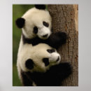 Suche nach shaanxi poster Wolong forschungszentrum