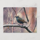 Suche nach starling postkarten Federn