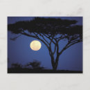 Suche nach akazie postkarten Baum