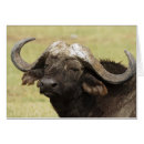 Suche nach afrikanischer büffel postkarten Savanne