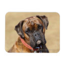 Suche nach brindle magnete Boxer