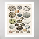 Suche nach vogelei poster Eier