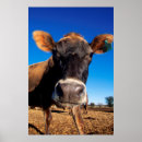 Suche nach jersey kuh poster Vieh